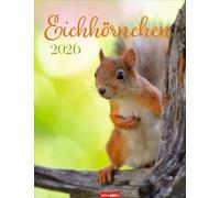 Eichhörnchen Kalender 2026: Eichhörnchen. Wandkalender. Fotokalender mit süßen Eichhörnchen-Bildern und Zitaten für jeden Monat. Tierkalender mit Planer im Hochformat 30 x 39 cm