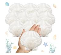 Eieenotee 25 Conchas de Vieira Grandes para Manualidades, de 10 A 12 cm, Blancas, para Pintar y Decorar Fiestas en la Playa.