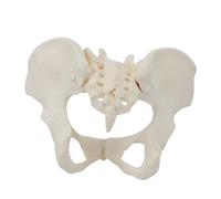 Eighosee Modelo de Pelvis Femenina 1:1, Modelo de Esqueleto PéLvico Femenino de TamañO Natural, Modelo de AnatomíA para EducacióN CientíFica