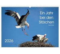 Ein Jahr bei den Störchen (Wandkalender 2026 DIN A2 quer), CALVENDO Monatskalender: Intensive Einblicke in das Leben der Weißstörche