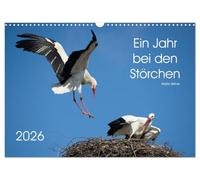 Ein Jahr bei den Störchen (Wandkalender 2026 DIN A3 quer), CALVENDO Monatskalender: Intensive Einblicke in das Leben der Weißstörche