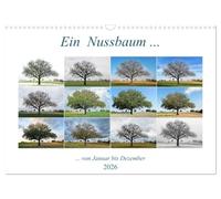 Ein Nussbaum von Januar bis Dezember (Wandkalender 2026 DIN A3 quer), CALVENDO Monatskalender: Ein schöner Baum im Wandel der Jahreszeiten
