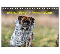 Einmal Boxer - immer Boxer (Tischkalender 2026 DIN A5 quer), CALVENDO Monatskalender: Boxer, die tollsten Hunde der Welt.