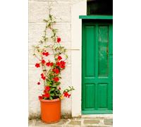 El Abuelo Antón, ¿Suicidio o Asesinato?: Una Biografía Intensa