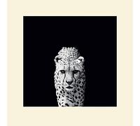 El Arte Grupo Nicolas Evariste (Acinonyx jubatus) - Montado impresión 40 x 40 cm, Papel, Multicolor, 40 x 40 x 1,3 cm