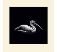 El Arte Grupo Nicolas Evariste (Pelecanus) - Montado impresión 40 x 40 cm, Papel, Multicolor, 40 x 40 x 1,3 cm