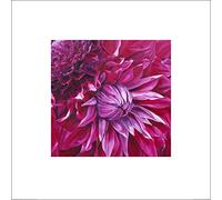 El Arte Grupo Sarah Caswell (Fabulous Pink Dahlias) - Lámina Decorativa (60 x 60 cm, Papel, Multicolor, 60 x 60 x 1,3 cm