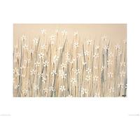 El Arte Grupo Simon Fairless (Campo de Estrellas) de Flores Blanco - Lámina Decorativa (60 x 80 cm, Papel, Multicolor, 60 x 80 x 1,3 cm