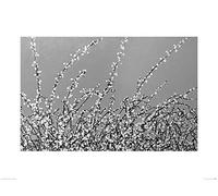 El Arte Grupo Simon Fairless (principios de Flores) - Lámina Decorativa (60 x 80 cm, Papel, Multicolor, 60 x 80 x 1,3 cm