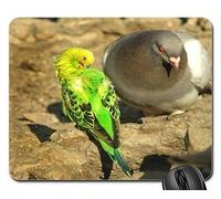 El cojín de ratón fresco hermoso del pájaro, quiere ser mi amigo cojín de ratón, alfombrilla de ráton