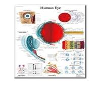 El corazón humano lienzo pintura arte anatomía humana sistema de músculos póster cuerpo mapa pared cuadros for educación médica decoración del hogar(23,40x50cm No frame)