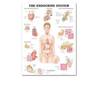 El corazón humano lienzo pintura arte anatomía humana sistema de músculos póster cuerpo mapa pared cuadros for educación médica decoración del hogar(9,60x90cm No frame)