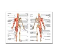 El corazón humano lienzo pintura arte anatomía humana sistema de músculos póster cuerpo mapa pared cuadros for educación médica decoración del hogar(6,13x18cm No frame)