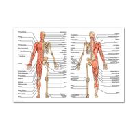 El corazón humano lienzo pintura arte anatomía humana sistema de músculos póster cuerpo mapa pared cuadros for educación médica decoración del hogar(19,50x70cm No frame)