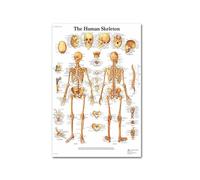 El corazón humano lienzo pintura arte anatomía humana sistema de músculos póster cuerpo mapa pared cuadros for educación médica decoración del hogar(4,60x80cm No frame)