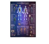 El corazón humano lienzo pintura arte anatomía humana sistema de músculos póster cuerpo mapa pared cuadros for educación médica decoración del hogar(11,30x45cm No frame)