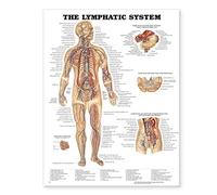 El cuadro anatómico del sistema linfático