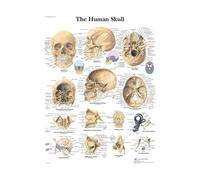 El cuerpo, anatomía Facial, vasos musculares, lienzo detallado, pintura, estructura humana, esqueleto, póster educativo, decoración médica(M02998-06,20X25cm No Frame)