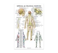El cuerpo, anatomía Facial, vasos musculares, lienzo detallado, pintura, estructura humana, esqueleto, póster educativo, decoración médica(14,10x15cmUnframed)