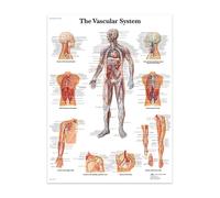 El cuerpo, anatomía Facial, vasos musculares, lienzo detallado, pintura, estructura humana, esqueleto, póster educativo, decoración médica(11,20X30cmUnframed)