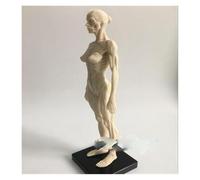 El dibujo CG de escultura médica 30 cm se refiere al modelo anatomía del musculoesquelético humano con estructura cráneo(Female)