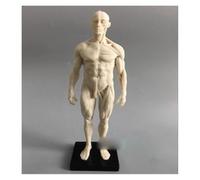 El dibujo CG de escultura médica 30 cm se refiere al modelo anatomía del musculoesquelético humano con estructura cráneo(Male)
