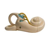 El modelo anatómico interno del oído humano ampliado muestra la estructura interna para el informe de conferencias y estructura interior