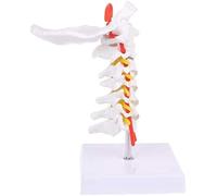 El modelo de columna cervical presenta puntos referencia óseos y el hueso occipital, lo que convierte en un anatomía tamaño natural adecuado for las aulas ciencias