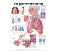 El sistema respiratorio