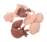 ELAYARD 8 Piezas Modelo Anatómico de Órganos Humanos Kit de Realista y Compacto para Enseñanza Profesional Material Didáctico para Educación y Ciencias para Bachillerato y Estudios