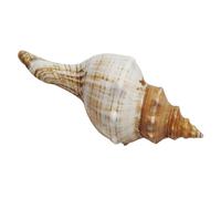 ELAYARD Caracola Natural de Mar 9-12 CM para Decoración de Acuario y Manualidades Concha Decorativa Pequeña para Paisajismo de Caracolas y Adornos de Escritorio sin Olor y Portátil