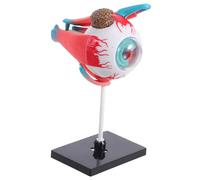 ELAYARD Modelo de ensamblaje de órganos modelo de ojo rompecabezas del cuerpo humano para modelo anatómico modelo de enseñanza médica partes del cuerpo de utilería el plastico