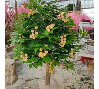 Elegant Artificial Longan Tree for Home & Office - Elevate Your Interior with Year-Round Tropical Beauty Sturdy Base & Easy to Shape(6M)