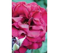 Elegant Red Rose Floral Lined Notebook: 150 Pages for Writing, Journaling, and Note-Taking - Perfect for Teens, Women, and Creative Minds