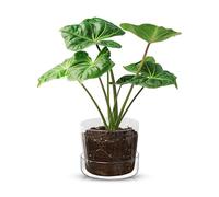 Elegante maceta de cristal transparente con agujeros de drenaje y bandeja, macetas decorativas modernas para plantas de interior, maceta de vidrio para el hogar, oficina, suculentas y plantas de