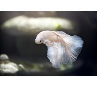 Elegante Rompecabezas de pez Betta de 4000 Piezas para Adultos con un Juego Diario Que desafía el Cerebro para Adolescentes Mayores de 14 años.