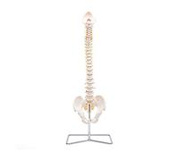 Elementary Anatomy - Modelo Anatómico Humano - Columna Vertebral Humana, Flexible, Modelo de Espina Dorsal, Versión Económica para Enseñanza Escolar