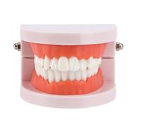 ELEOUTI Modelo de Dientes Estándar Base Fija de Pvc, Herramienta Didáctica para Enseñanza y Demostración Dental para Planificación Discusión Pacientes