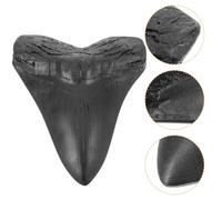 ELEOUTI Modelo Realista de Diente de Tiburón Megalodón para Decoración Réplica Precisa y Detallada de Diente Fosilizado Prehistórico para Colecciones y Ornamentos Domésticos