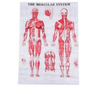 ELEOUTI Póster Anatómico del Cuerpo Humano en Tela, Póster de Esqueleto Fácil de Leer para Laboratorio y Aula, Adecuado para Estudiantes y Pacientes