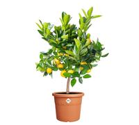 Elho Algarve Cilindro 30 - Macetero por Exterior - Jardineras - 100% Plástico Reciclado - Marrón/Terra