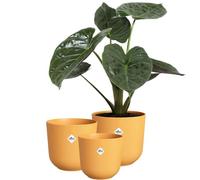 Elho Jazz Round Flower Pots - Macetas de Interior - Plástico 100% Reciclado - Estructura única - Set de 3 - Ø 14, 16, 19 cm - Amarillo/Amarillo Ámbar