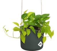 elho Macetero Colgante 18 cm, b.for swing - Verde hoja