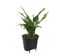 Elho Inserto autorriego Self-Watering Insert 24 para interior Ø 23,7 x H 22,2 cm Negro
