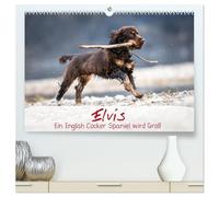 Elvis ein Engl. Cocker Spaniel wird Groß (hochwertiger Premium Wandkalender 2026 DIN A2 quer), Kunstdruck in Hochglanz: Monatskalender, Jahreskalender, Kalender