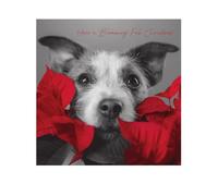 Emotional Rescue Tarjeta de Navidad en blanco y negro, diseño de perro con flor de pascua, 16,3 x 16,3 cm, multicolor