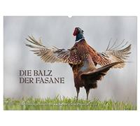 Emotionale Momente: Die Balz der Fasane / CH-Version (Wandkalender 2026 DIN A2 quer), CALVENDO Monatskalender: Die Balz der Fasane ist exotisch und ... dies in wunderschönen Bildern festgehalten.