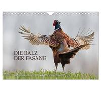 Emotionale Momente: Die Balz der Fasane / CH-Version (Wandkalender 2026 DIN A4 quer), CALVENDO Monatskalender: Die Balz der Fasane ist exotisch und ... dies in wunderschönen Bildern festgehalten.