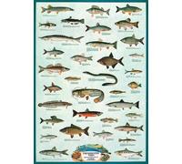 Empire 536440 Educational - Póster con diseño de Peces de Agua Dulce (68 x 98 cm, en inglés)