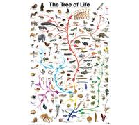 Empire Merchandising 648921 Educational Tree of Life para el árbol de la Vida de la formación de Aprendizaje de póster